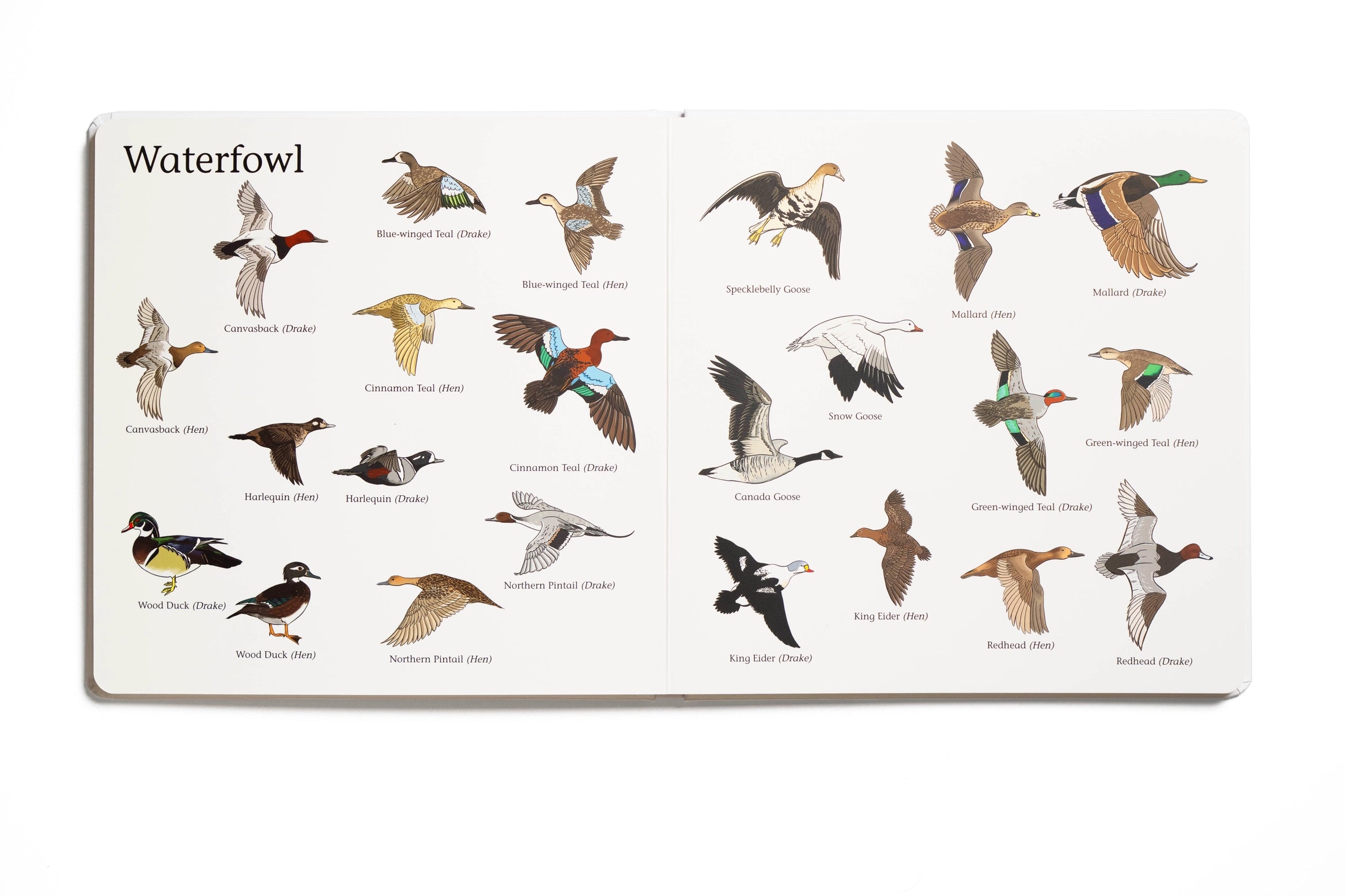 The Big Book of Hunting Children's Book